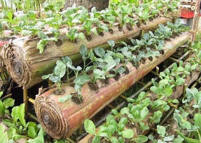 OTEPIC-Projekt nutzt Bananenstämme zum Pflanzen
